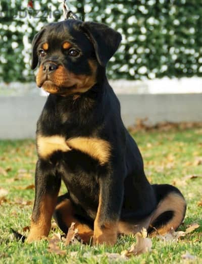 rottweiler Serbia blood