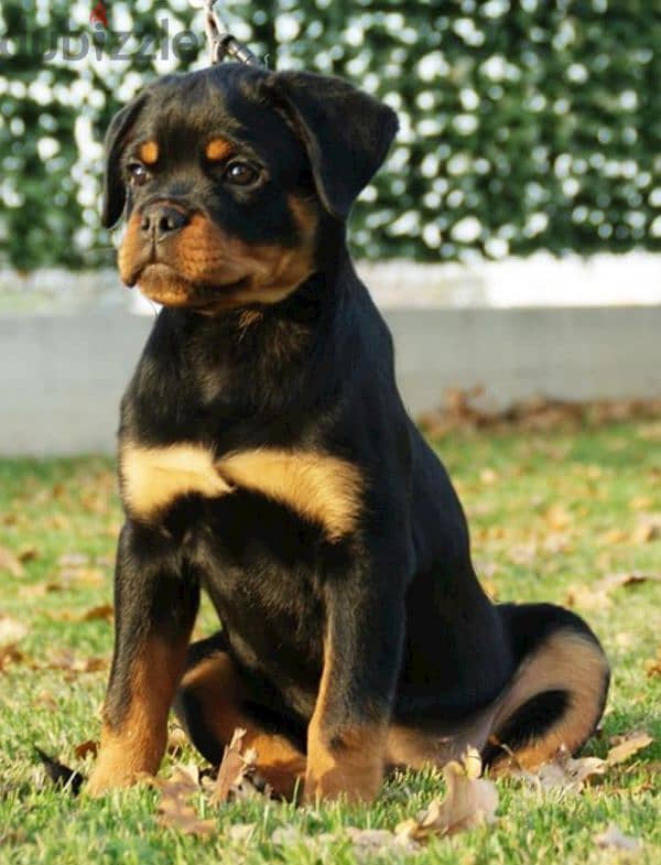 rottweiler Serbia blood 0