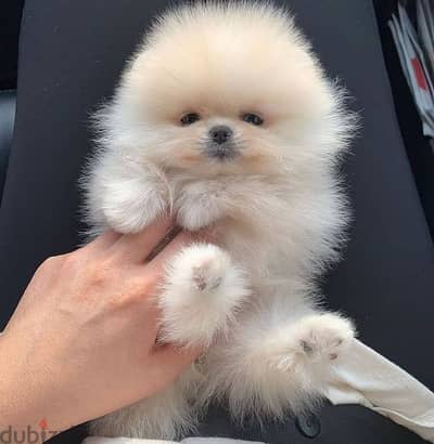 pomeranian teacup