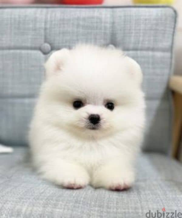 pomeranian teacup 2