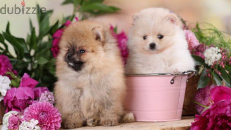 pomeranian teacup 3