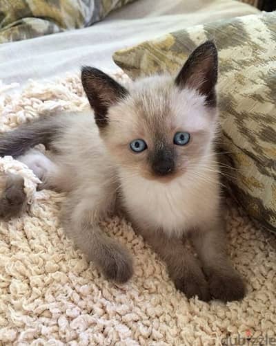 Pure breed Siamese high quality kitten available! Cat/Delivery/قطط