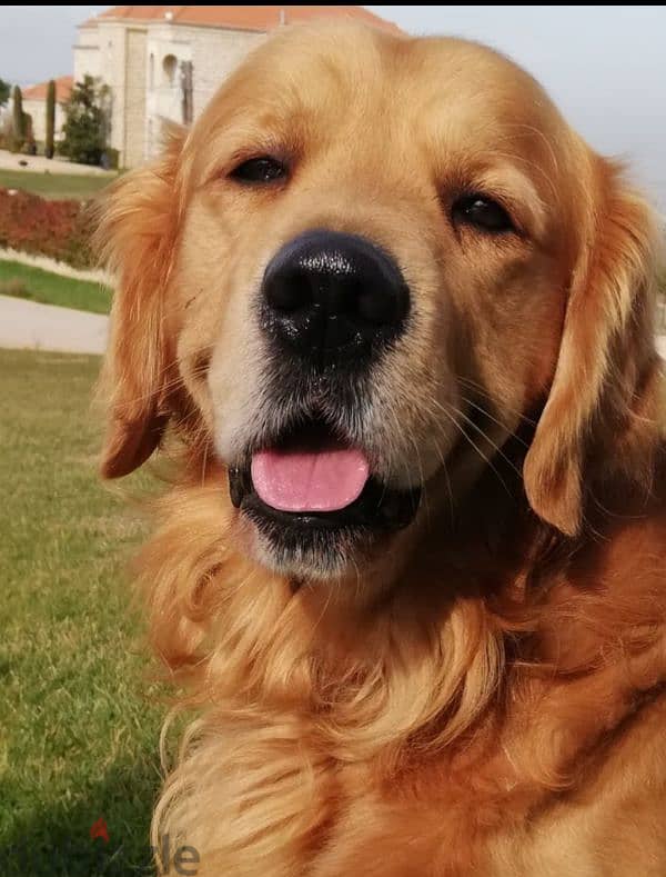 golden retriever 1