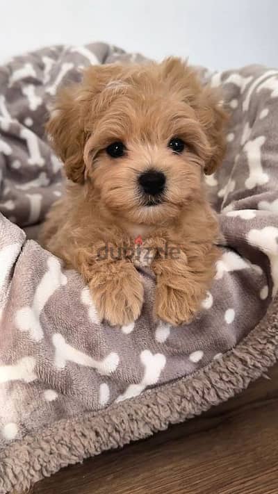 Adorable Maltipoo Puppies Available/In store/Delivery/ Dog/ كلاب