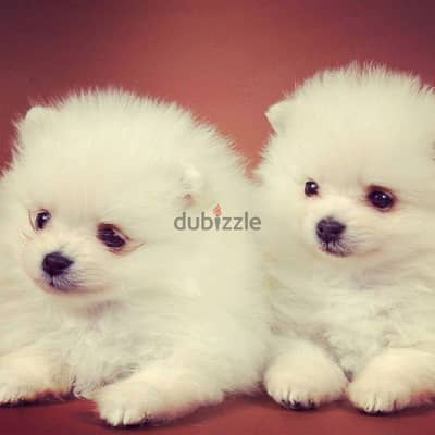 Adorable Pomeranian Spitz Puppies Small Size Dog Available In Store