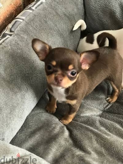 Tiny Chihuahua Puppies Available/ Tiny, Playful & Full of Love كلاب