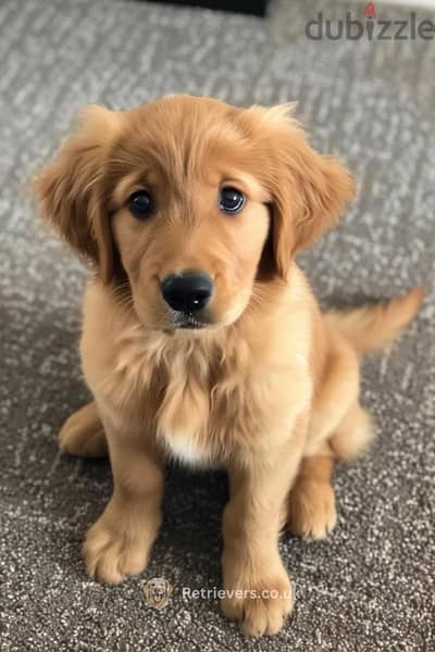 Red Golden Retriever Bear delivery available