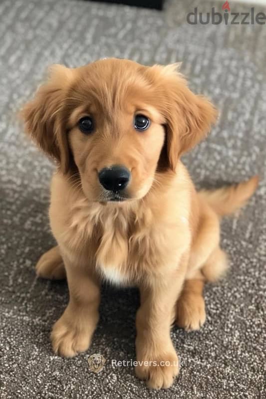 Red Golden Retriever Bear delivery available 0