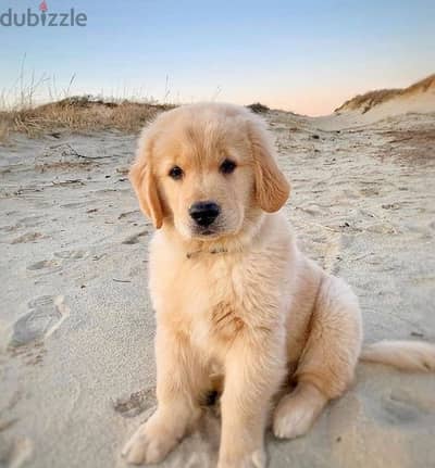 Cream Golden Retriever Gold Bear Face