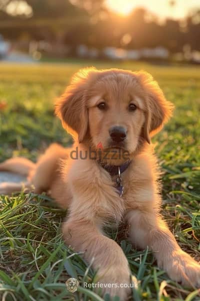 Golden Retriever Red Gold