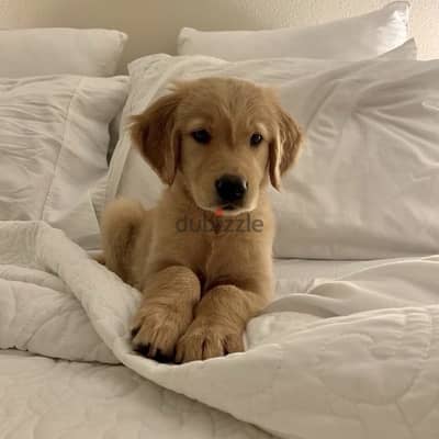 Gold Golden Retriever Puppy Delivery Available