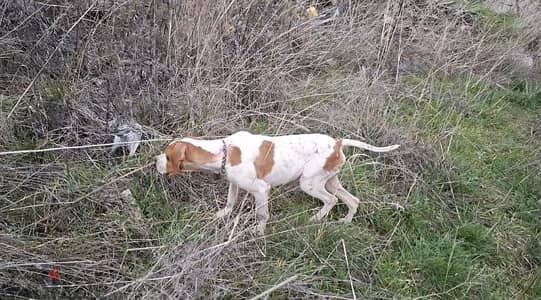 Malinois / pointer / GSP / doberman