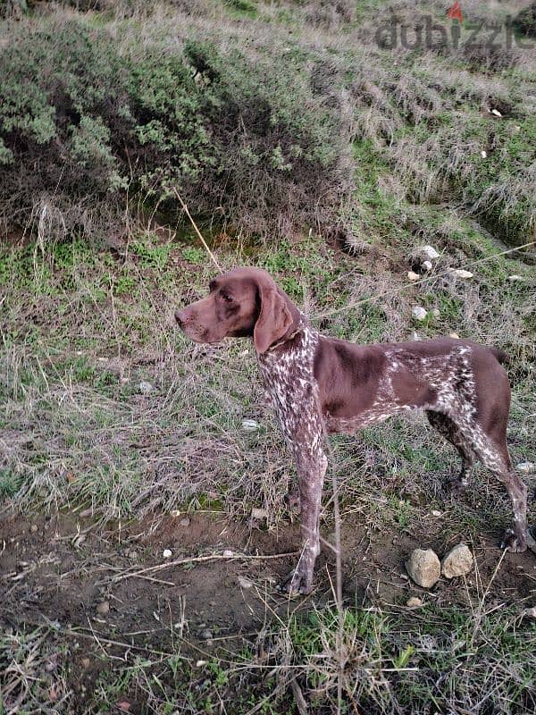 Malinois / pointer / GSP / doberman 1