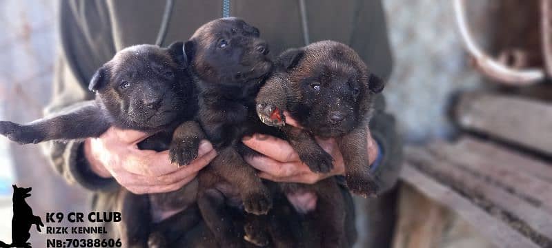 Malinois / pointer / GSP / doberman 2