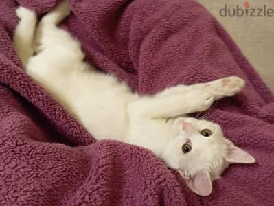 Turkish Angora Cat