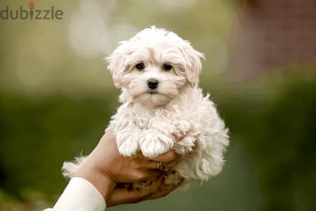 maltipoo