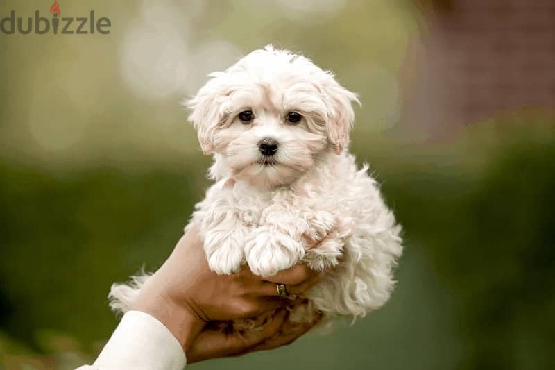 maltipoo 0