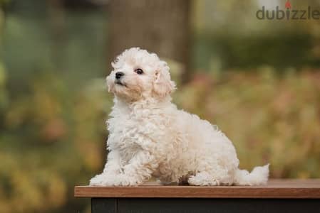 Maltipoo puppies