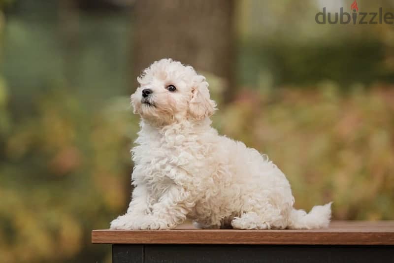 Maltipoo puppies 0