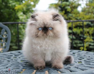 Fluffy Beautiful Himalayan Kitten Available