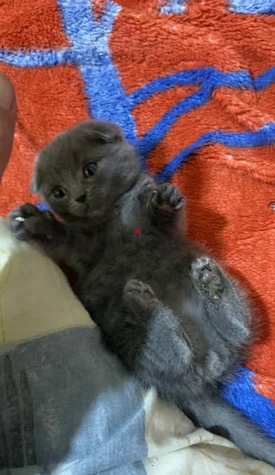 Scottish fold kitten