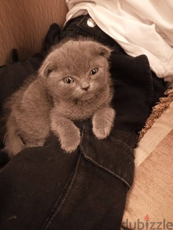 Scottish fold kitten 1