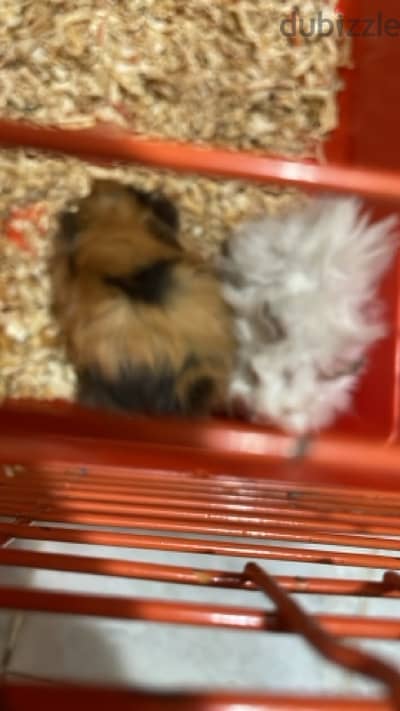 2 Guinea pig for sale with big cage