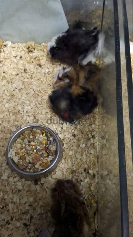 2 Guinea pig for sale with big cage 1