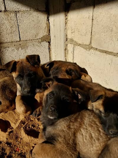 malinois puppies