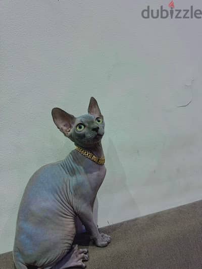 sphynx cat for sale