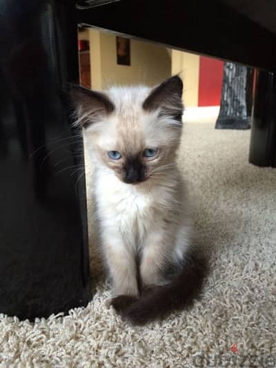 Cute Siamese hypoallergenic pure kitten available! Cat/Delivery/قطط