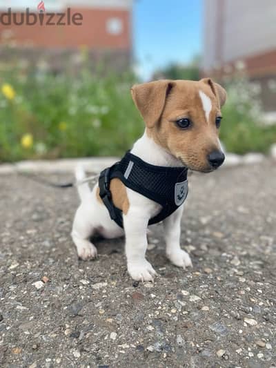 Healthy & cute Jack Russell puppies pure breed Dog/Delivery/ كلب جرو