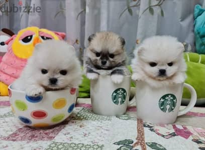 pomeranian teacup