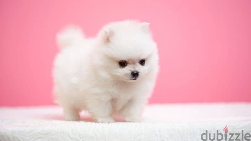 pomeranian teacup 1