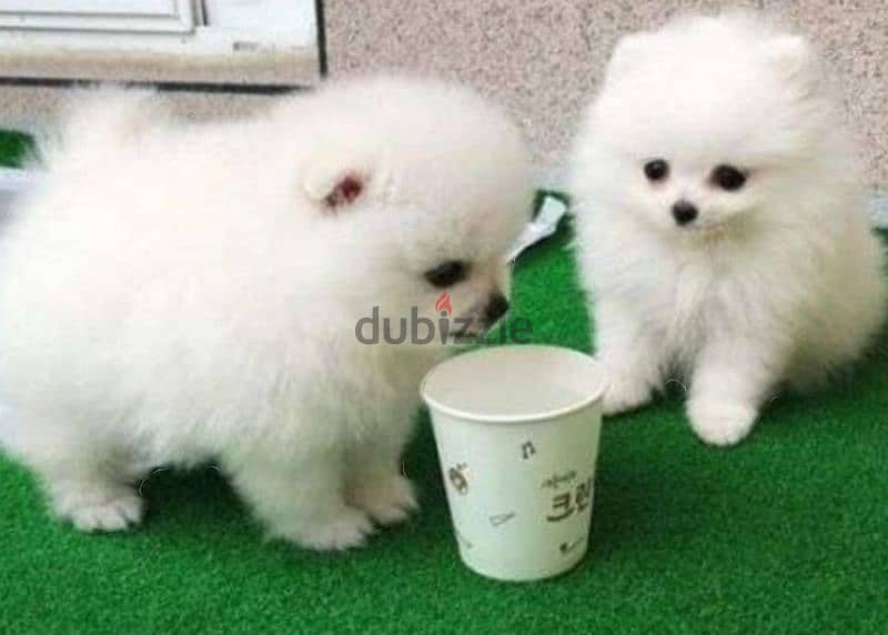 pomeranian teacup 2