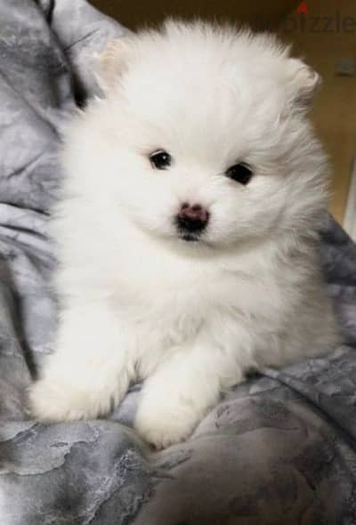 Adorable Pomeranian Spitz Puppies Available/ In store/ Delivery/ Dog/