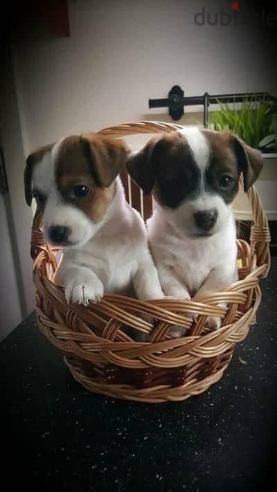 Healthy & cute Jack Russell puppies pure breed Dog/Delivery/ كلب جرو