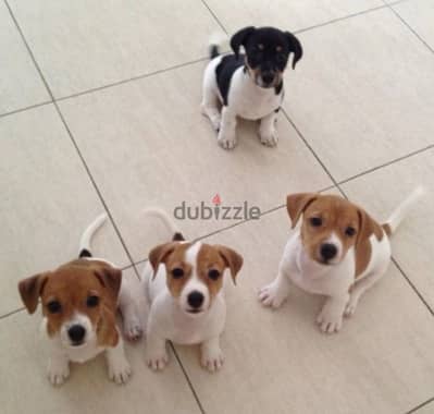 Healthy & cute Jack Russell puppies pure breed Dog/Delivery/ كلب جرو