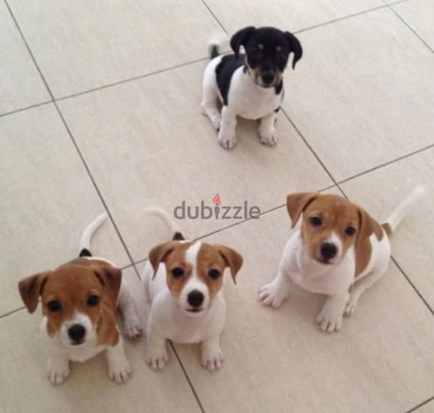 Healthy & cute Jack Russell puppies pure breed Dog/Delivery/ كلب جرو 0