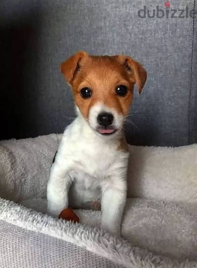 Jack Russell Puppies Available/In store / Dog/ Delivery/كلاب