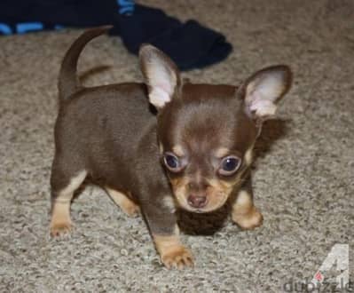 Tiny Little Chihuahua Puppies Available InStore HighQuality Dog كلاب