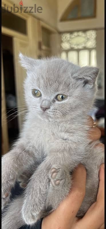 Female British Kitten 2