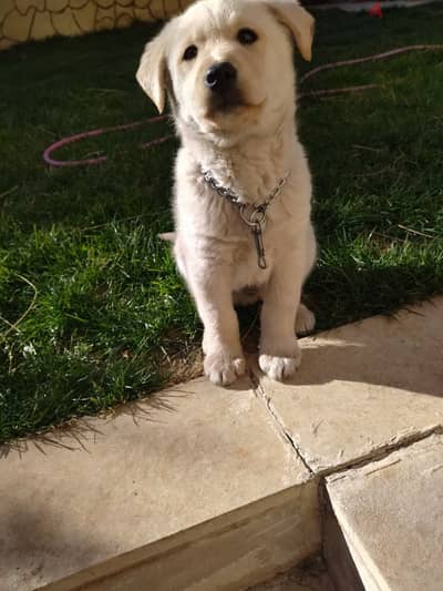 golden retriever puppy