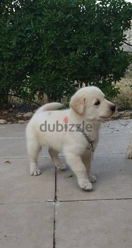 golden retriever puppy 1