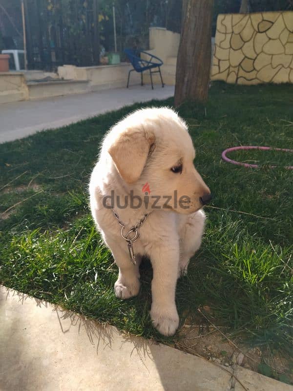 golden retriever puppy 2