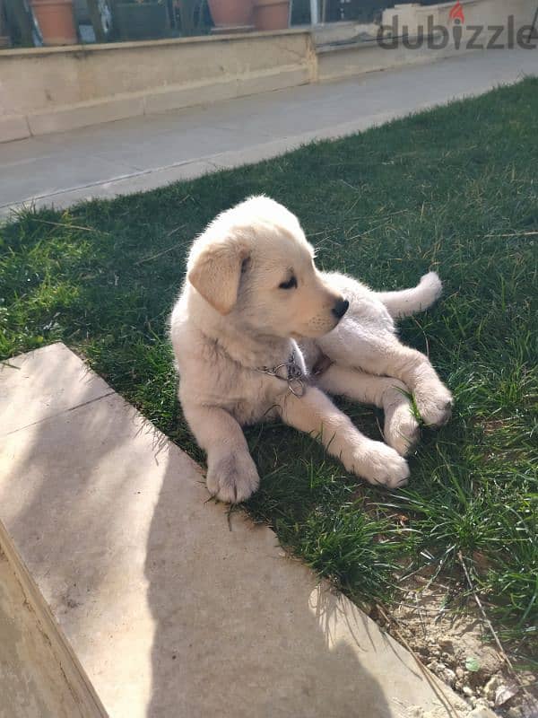 golden retriever puppy 3