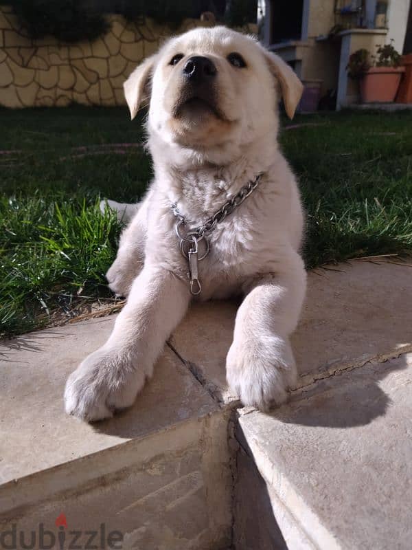 golden retriever puppy 4