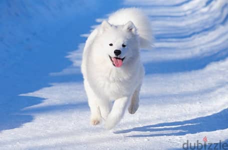 Samoyed puppy