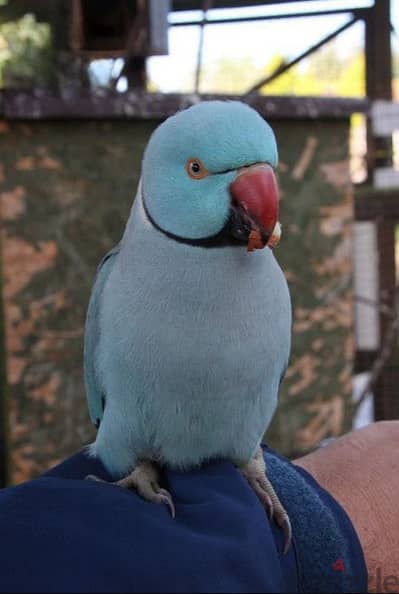 Friendly Tamed Blue Indian Ringneck Parrot ببغاء دره ازرق اليف