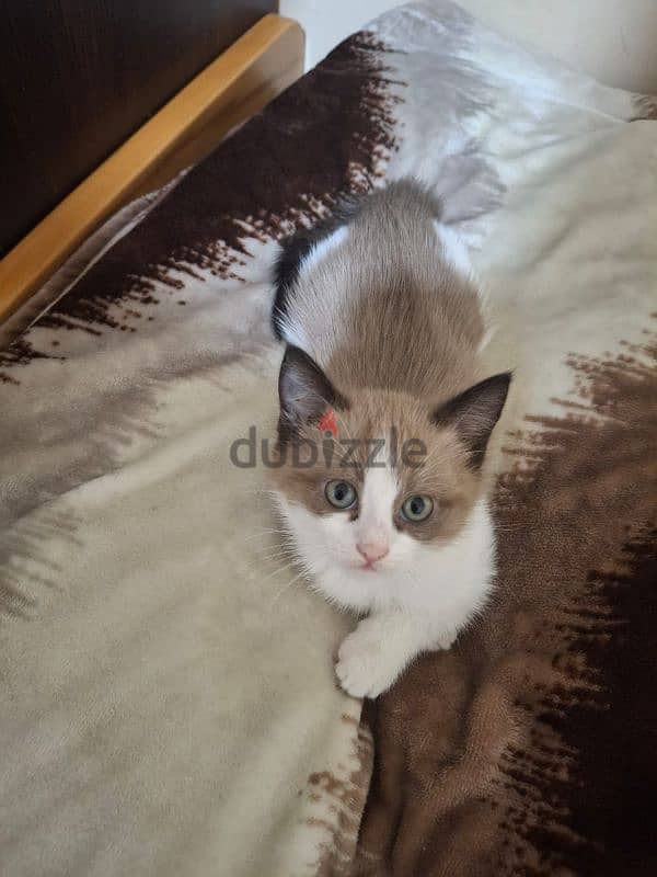 ragdoll kitten 1